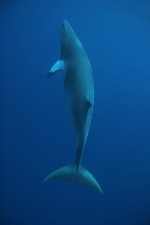 Underwater image of Minke Whale (Balaenoptera sp.) ascending to the surface to breathe. Vertical image of full body viewed from back showing tailfin, dorsal fin, one pectoral fin, head and jaw.