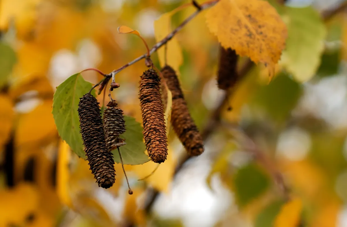 Autumn color on a white birch tree. Catkins hang down from tip of branch.