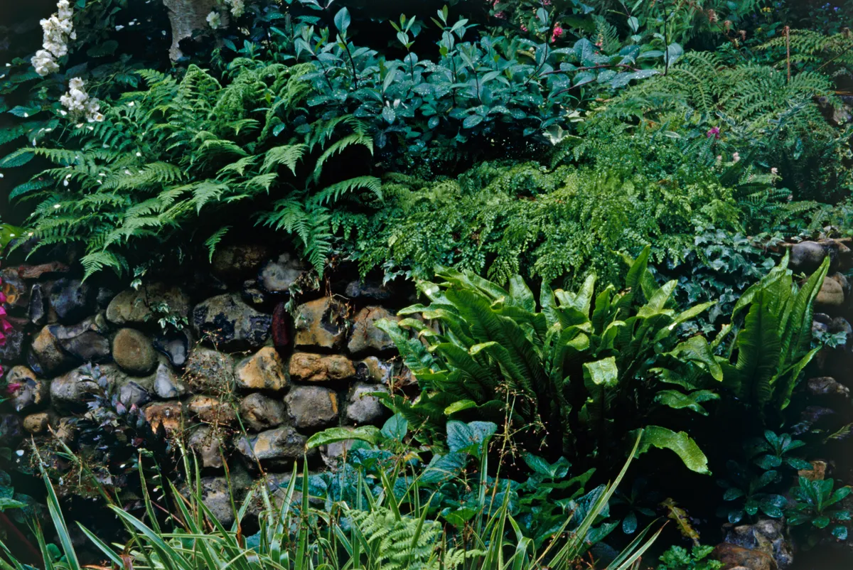 Hart's Tongue, Shield and Chain ferns growing near stone wall in botanical garden