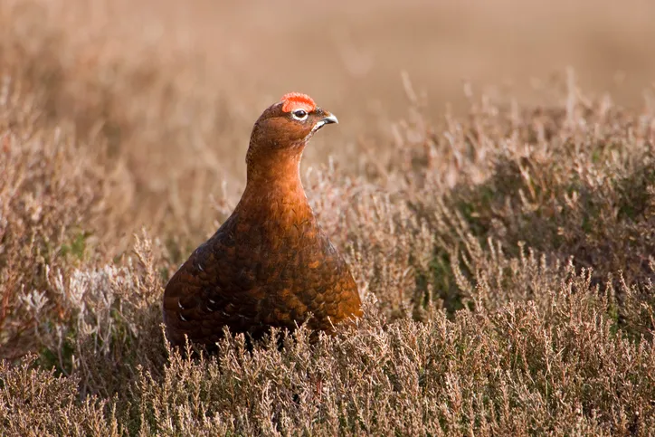 Red grouse in heather moorland