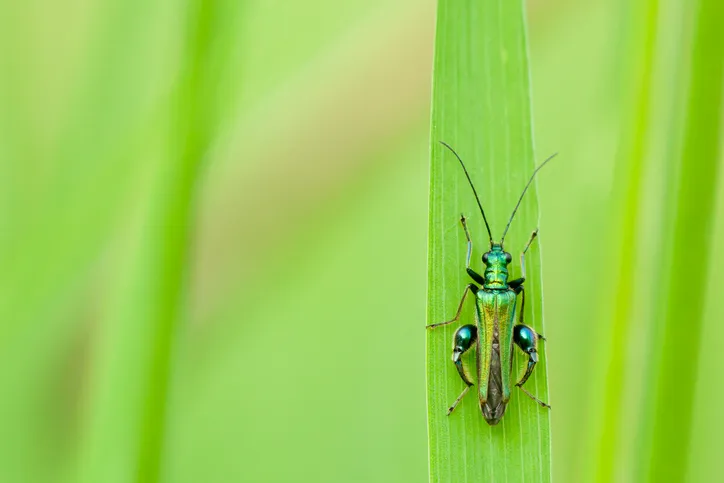 Thick Legged Flower Beetle - Oedemera nobilis on grass