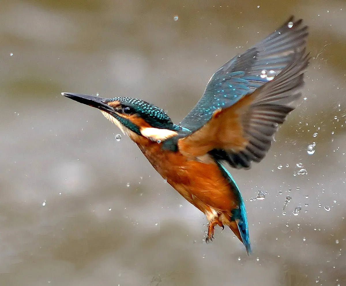 Flying kingfisher with water drops.