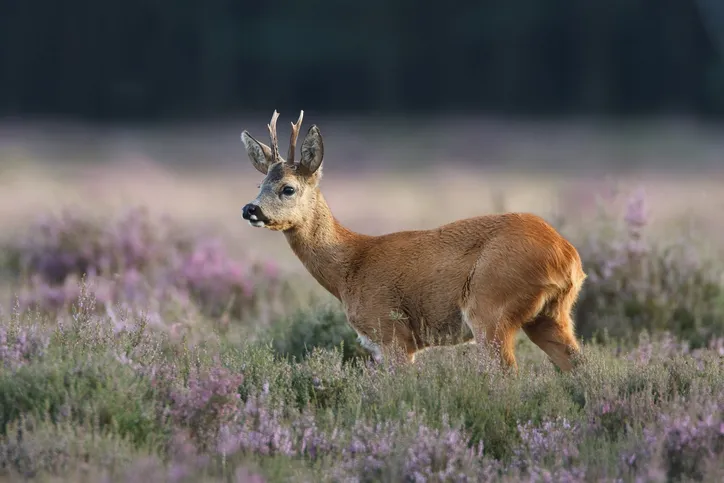 A male roe deer in a field of heather