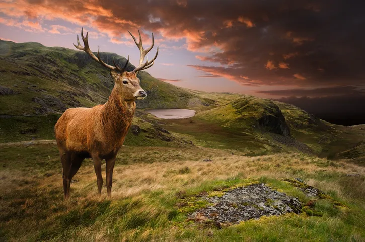 Red deer stag against sunset
