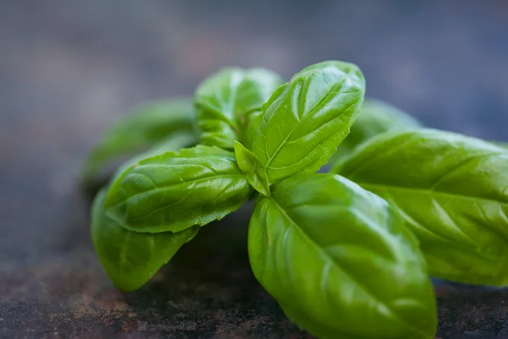 Basil thrives in greenhouses across the UK./Credit: Getty
