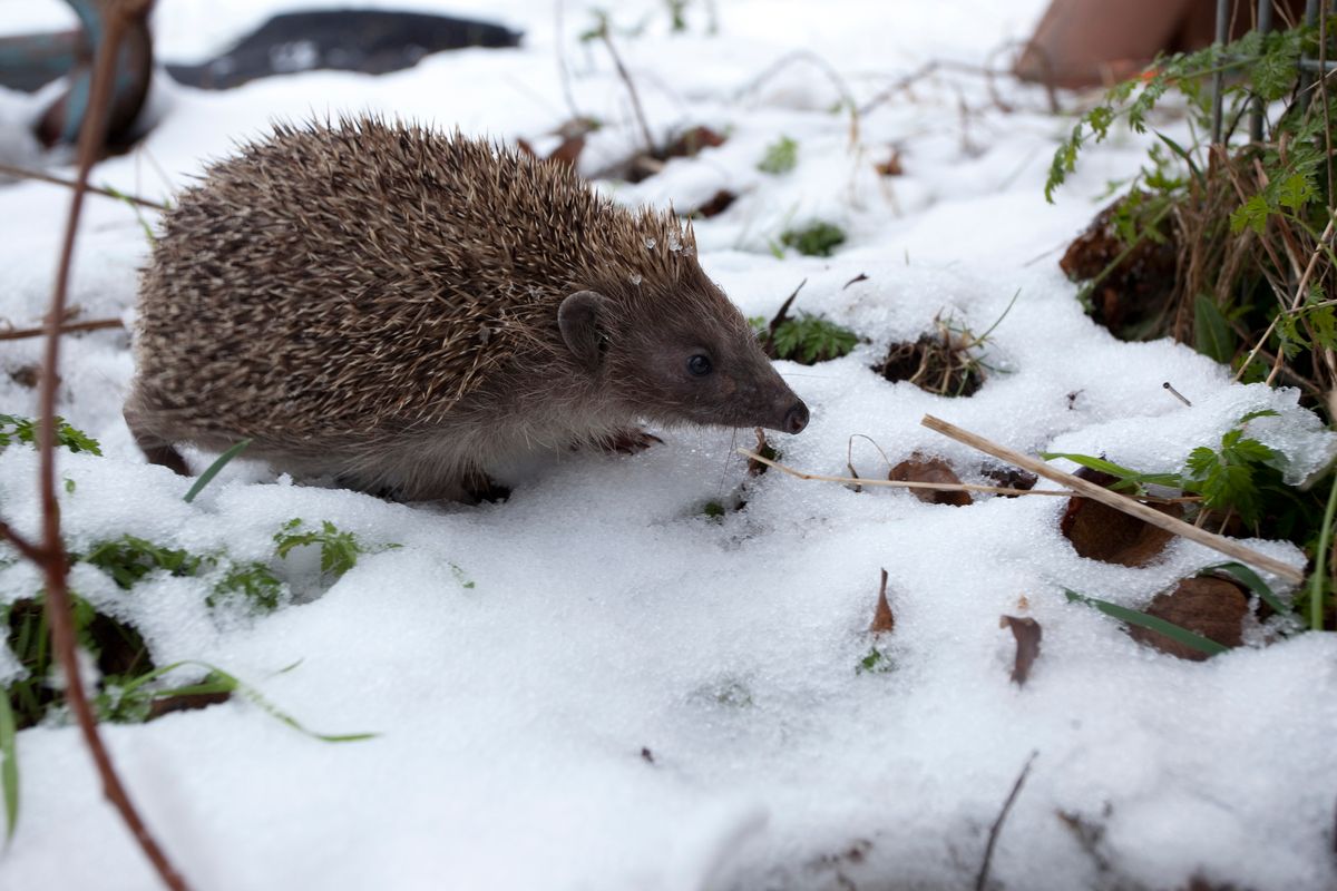 How to care for wildlife in your garden over winter | Countryfile.com