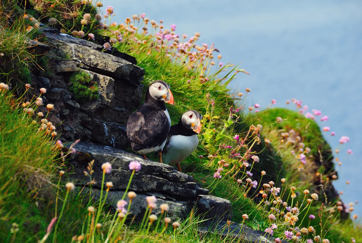 Two puffins, Westray, Orkney Islands, Scotland, United Kingdom, Europe