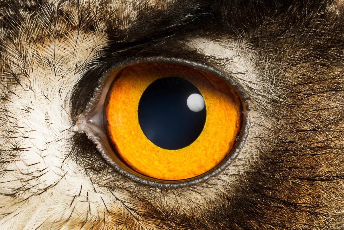 Eye of an Eagle Owl, close up