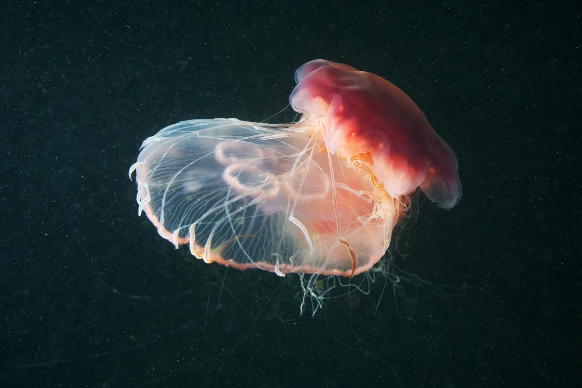 Lion's mane jellyfish (Cyanea capillata) and Moon jellyfish (Aurelia Aurita)