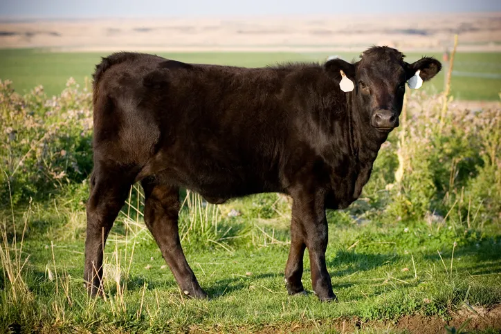 Dark brown aberdeen Angus calf in a green field