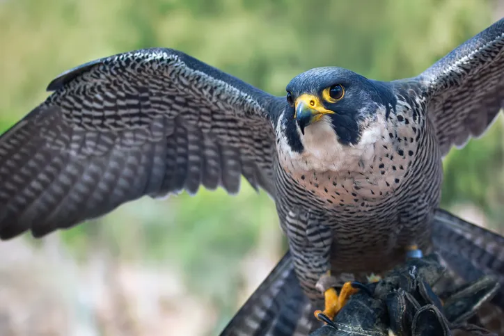 A Peregrine Falcon (Falco peregrinus) spreading its wings.