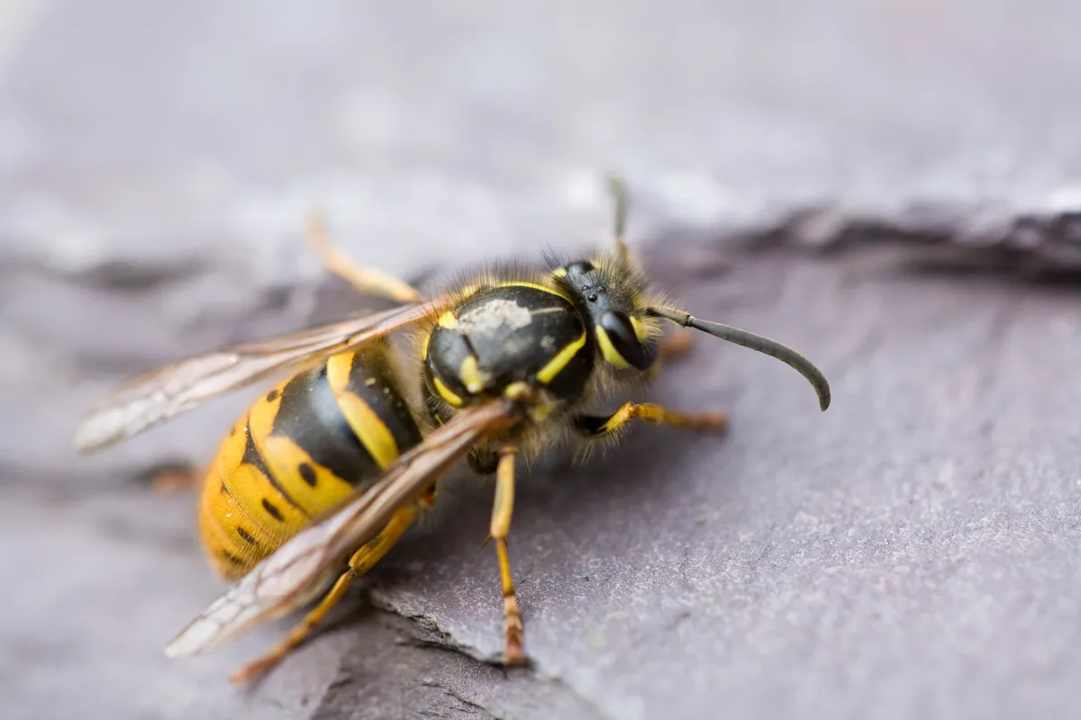 Close up shot of a common wasp crawling over a piece of slate on a spring morning