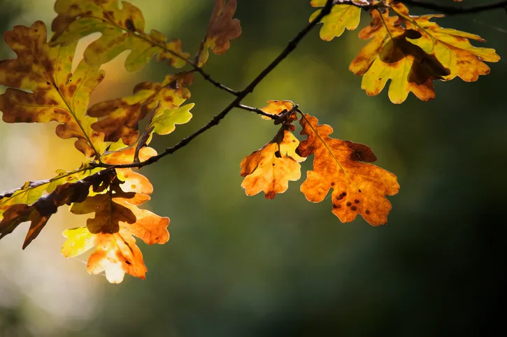 Autumn oak Leaves