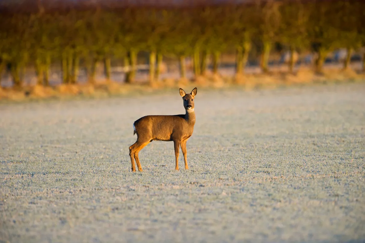 Roe Deer Capreolus capreolus in frost covered field Scottish borders.