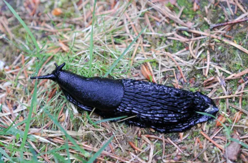 Black slug on grass