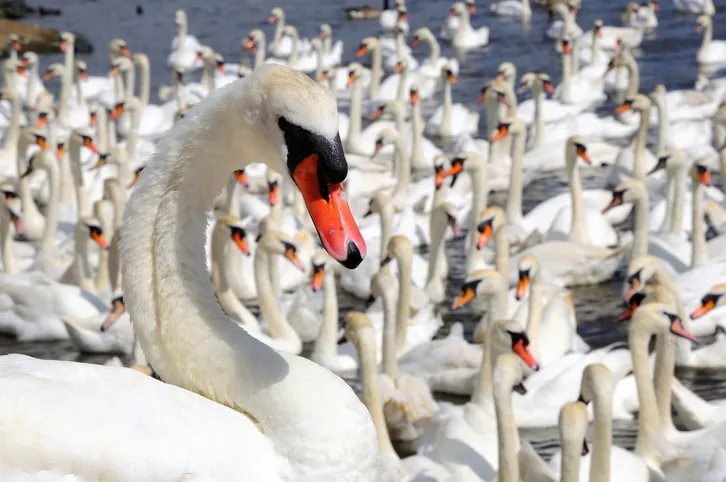 Swans at Abbotsbury Swannery.