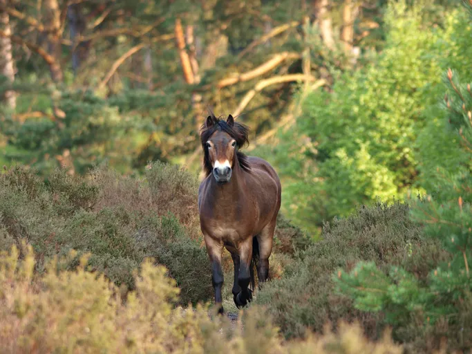 A wild exmoor pony trots through a forest