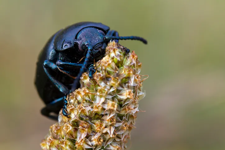 Large flightless bloody nosed beetle (Timarcha tenebricosa) on a flower spike.