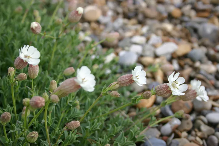 Sea campion in its natural habitat, shot in May on a shingle beach on the Suffolk coast.