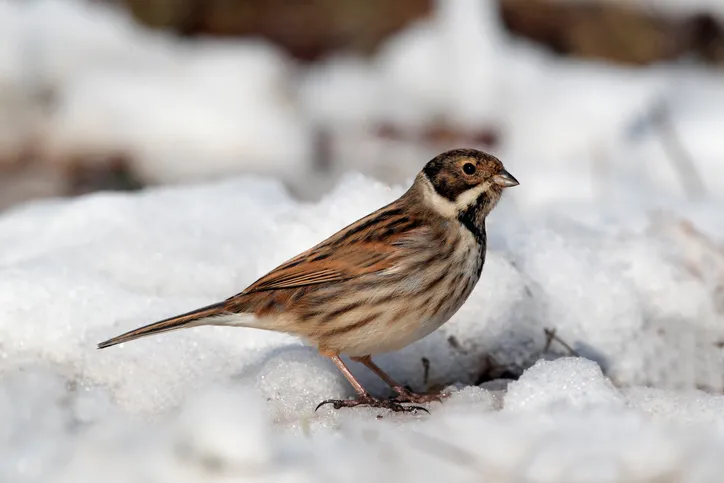 Reed bunting, Emberiza schoeniclus, single male on snow, West Midlands, February 2010