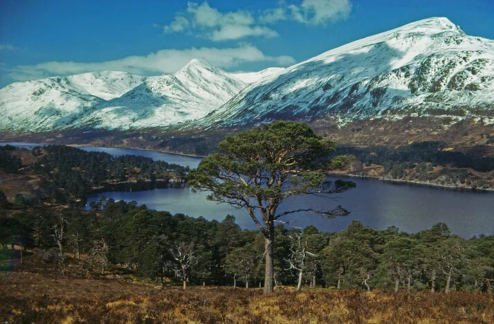 Scots Pine above Loch Affric provides the foreground to the great Peaks of Mam Sodhail and Carn Eige in the North West Highlands of Scotland.
