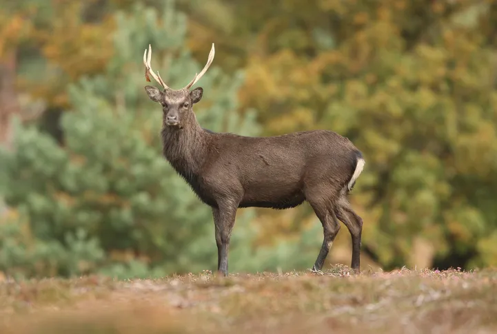 Sika Deer Buck in Rut, taken at arne in dorset