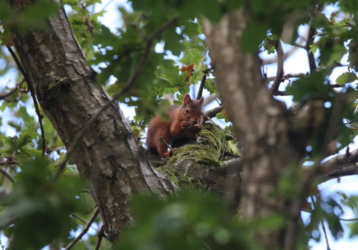 Red Squirrel eating acorns in oak tree