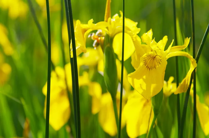Yellow Flag Iris (Iris pseudacorus) with nicely blured green background