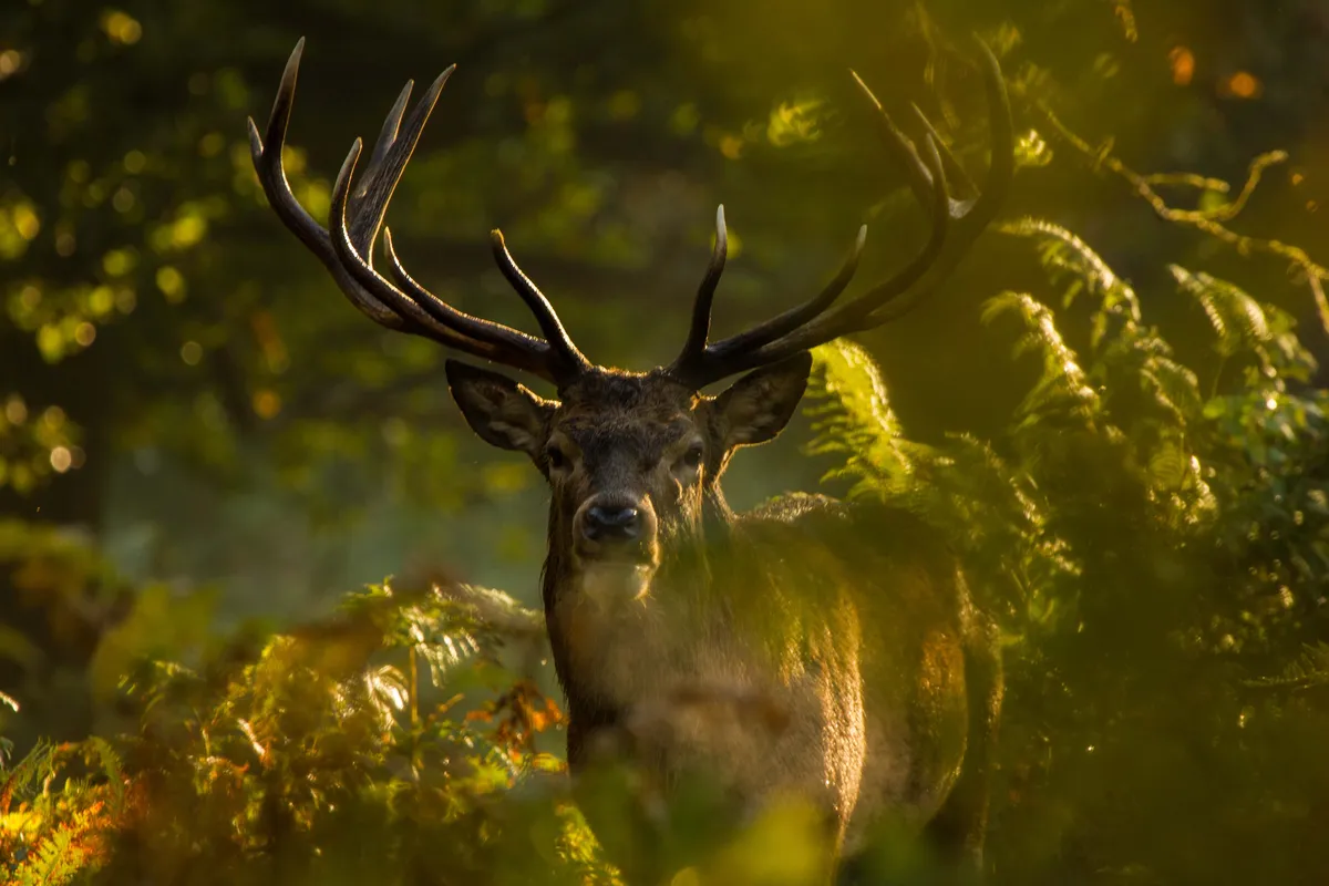 Red deer, UK