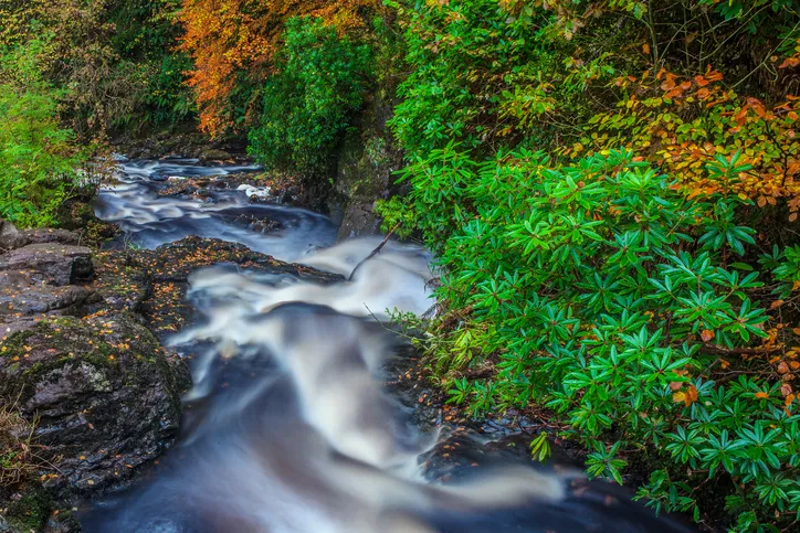 Small river in the autumn forest. Location: Glenariff forest park (Glenriff river), County Antrim, Northern Ireland, UK
