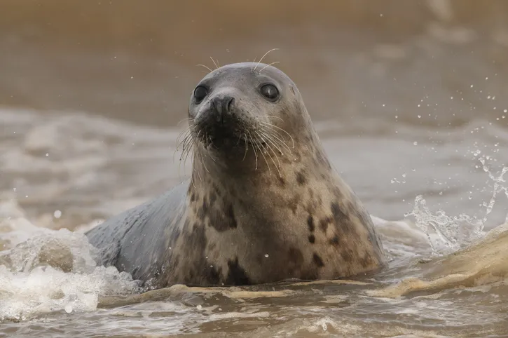 A female Atlantic Grey Seal in the surf of the North Sea at Donna Nook on the east coast of England.