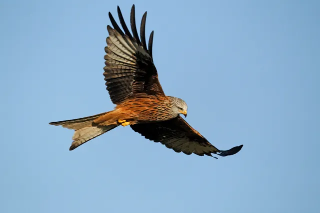 Red kite, Wales