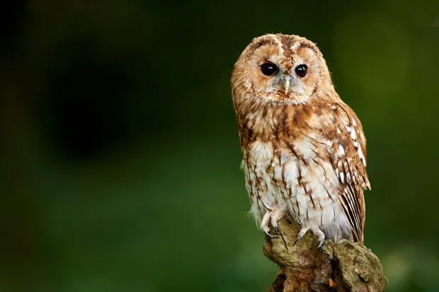 A tawny owl sitting on a branch