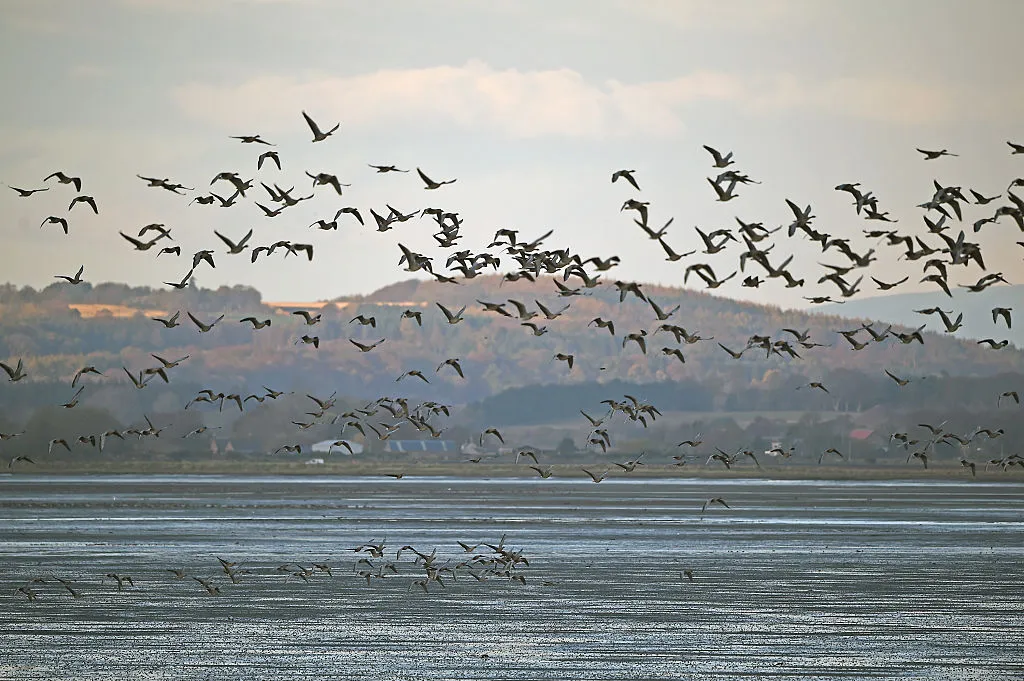 MONTROSE, SCOTLAND - NOVEMBER 05: Pink footed geese take off to feed from Montrose Basin on November 5, 2014 in Montrose, Scotland. Staff and volunteers at the Scottish Wildlife Trust have recorded more than 78,000 geese arriving to spend the winter in the reserve, eclipsing a previous record, set in 2010, which saw 65,060 geese arrive at the nature reserve. (Photo by Jeff J Mitchell/Getty Images)