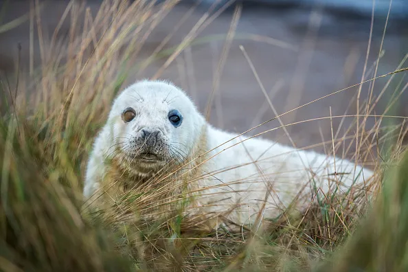 GRIMSBY, ENGLAND - NOVEMBER 24: A Grey Seal pup lies in the grass at the Lincolnshire Wildlife Trust's Donna Nook nature reserve on November 24, 2014 in Grimsby, England. Seal pup numbers have increased on last year with over 800 pups born at the reserve so far. Large bull seals are the first to arrive at the reserve in late October or early November where they will wait for females. The Cow's arrive later and are herded into harems by the bulls, where they give birth to a single pup which is covered in white fur. The seals return to the North Sea in January before returning to the same area to give birth the following year. The Donna Nook reserve is the UK's premier destination to see Grey Seals and thousands of visitors from across the country come to see the wildlife spectacle every year. (Photo by Dan Kitwood/Getty Images)