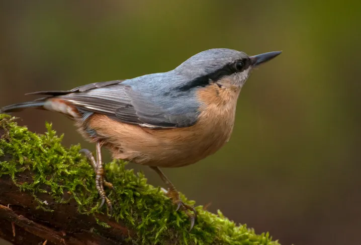 Nuthatch on branch, Getty