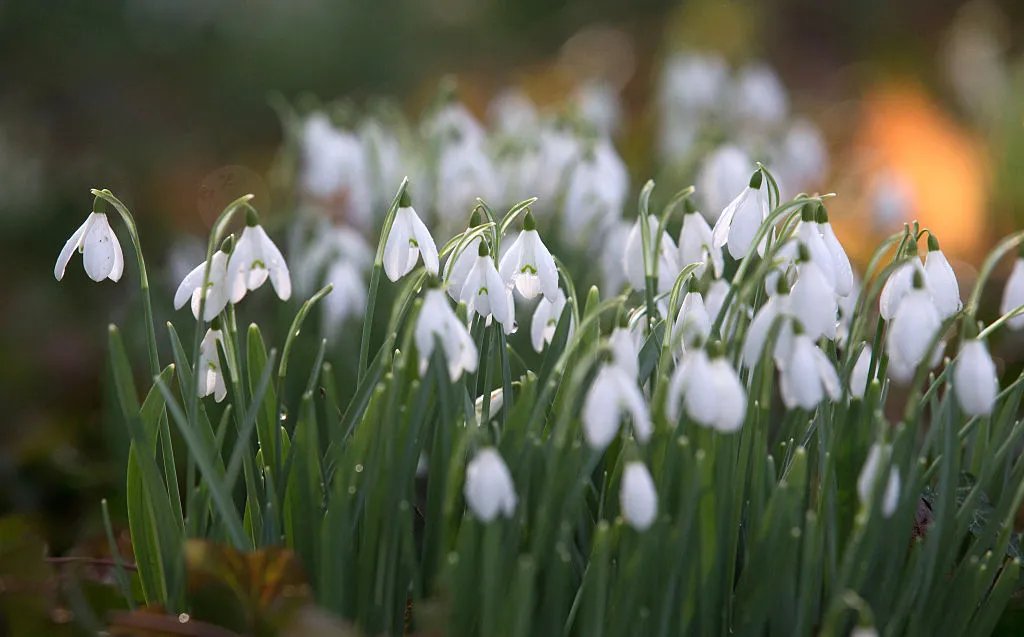 SHAFTESBURY, ENGLAND - FEBRUARY 17: Dew drops remain on a snowdrop growing in the grounds of Springhead Trust Open Garden in Fontmell Magna, on February 17, 2015 in Shaftesbury, England. The town of Shaftesbury is currently holding a snowdrop festival, which in a series of events marks the arrival of one the UK's most popular flowers which is seen by many as an indicator of the arrival of spring. (Photo by Matt Cardy/Getty Images)