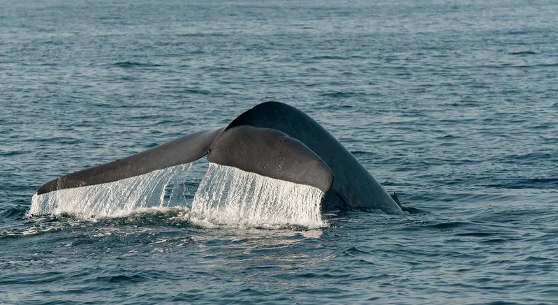 Blue Whale of California Coast