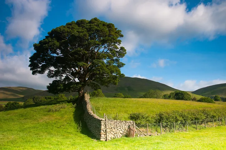 Typical landscape in Yorkshire Dales National Park, Sedbergh,Cumbria, England