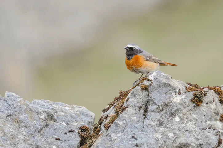 Photograph of a Colourful Male Common Redstart perched on a rock against a pale green background next to Malham Cove in the Yorkshire Dales National Park England UK. The Photo was taken in April when it had probably just arrived for the Summer after wintering in Africa or the Arabian Peninsula. The male Redstart is a very striking and colourful bird with a reddish orange breast and tail. The tail colourful tail is flashed as a part of its mating display.