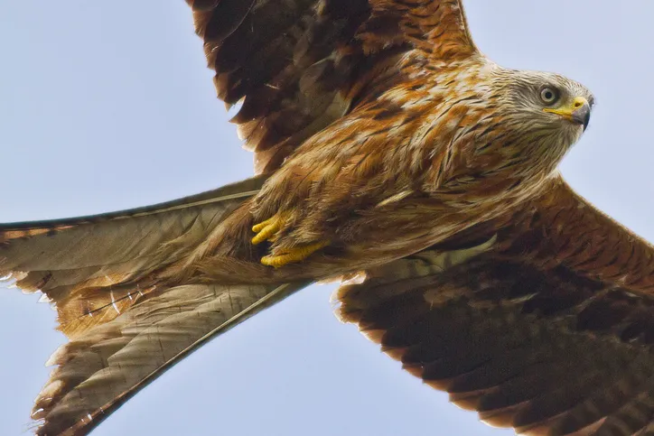 Red kites can be seen flying above the river