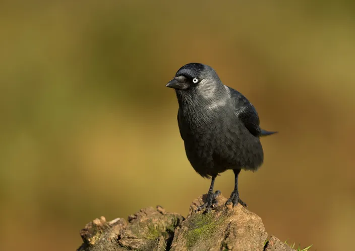 Jackdaw on a post against colourful background