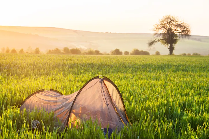 Camping tent in fresh wheat fields at sunrise