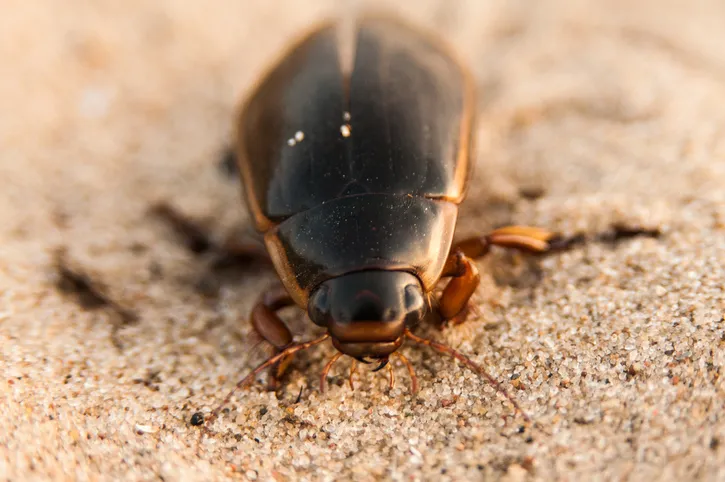 Great diving beetle on ground