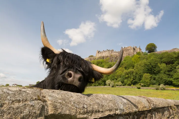Black highland cow looking over a stone wall below Stirling Castle on a bright summer day