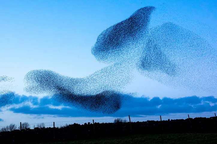 Large murmuration of starlings at twilight over field