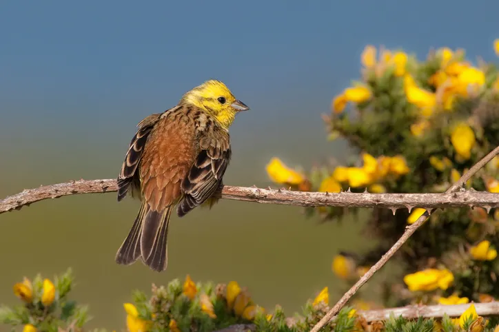 Spot yellowhammers in the shrub