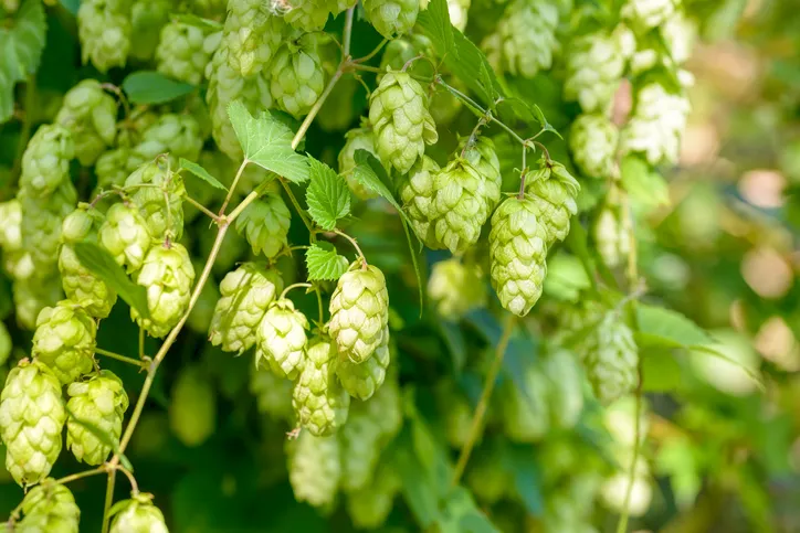 Female flowers of Humulus lupulus, also called hops, in the forest under the warm sun