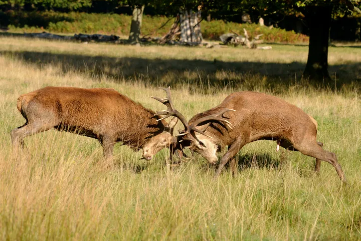 Red Deer, Deer, Cervus elaphus - Rut time.Red Deer, Deer, Cervus elaphus - Rut time. Fighting of two stags.