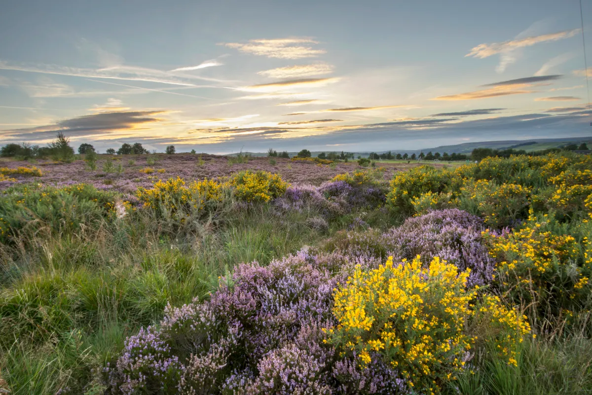 Heather in flower at sunset in Norland, Halifax, West Yorkshire, UK